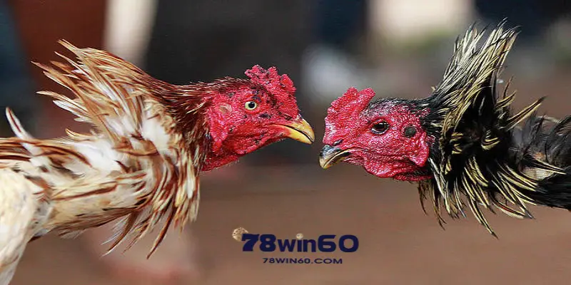 78win là nhà cái cược gà uy tín