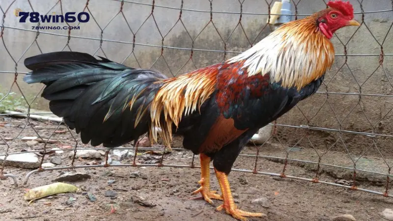 Đặc điểm gà ngũ sắc