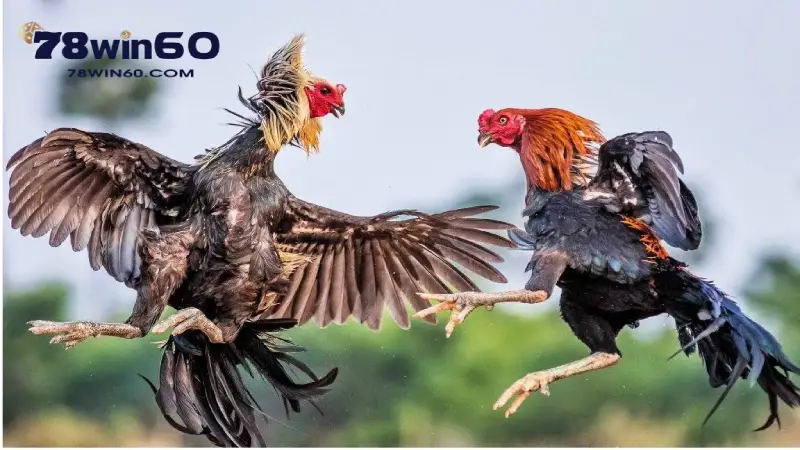 Gà đá đòn độc đánh thẳng