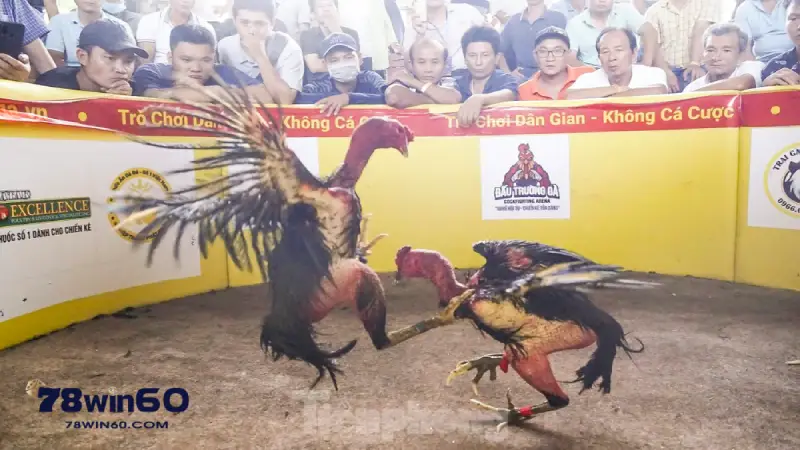 Gà đá đòn độc đánh vào bụng