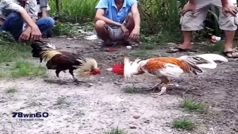 Gà ngũ sắc có khả năng chiến đấu