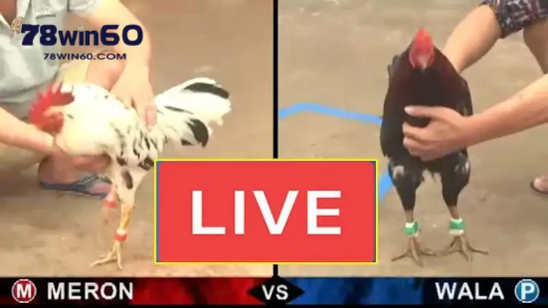 Nhiều kèo gà tại 78win