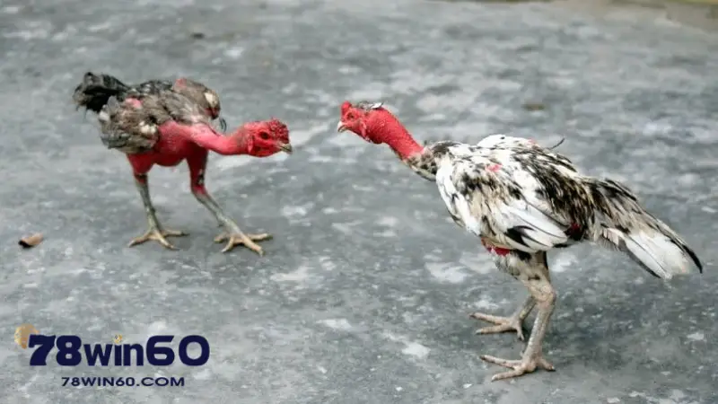 Gà đá đòn độc: Bí quyết chiến thắng và kỹ thuật tuyệt đỉnh Tìm hiểu về Gà đá đòn độc