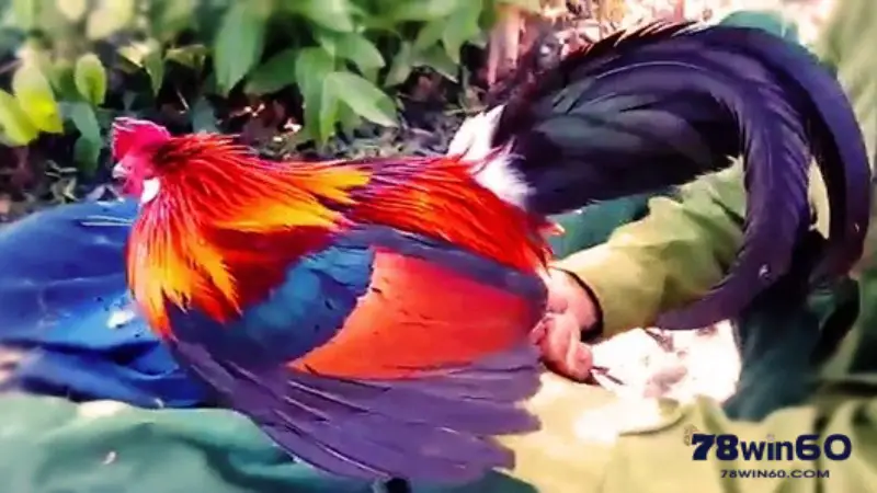 Tìm hiểu về Gà ngũ sắc