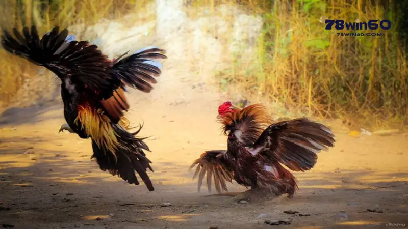 Tìm hiểu về luật chơi đá gà chung
